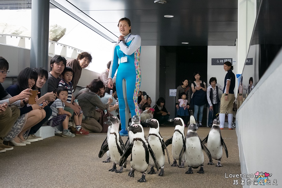 京都水族館企鵝