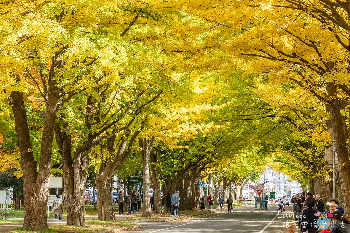北海道大學銀杏並木道｜每年十月底舉行北大金葉祭｜跟著雪倫愛出走